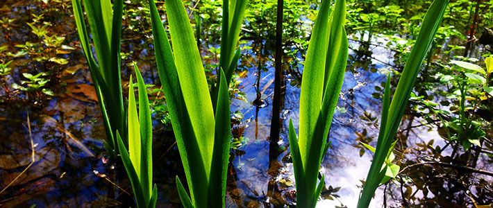 ���������: �� ��� �������� Samsung Galaxy S2?